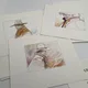 Blueberry - Portfolio Blueberrys - Jean Giraud - Stardom - BD franco-belge - Très bon état — Photo 4